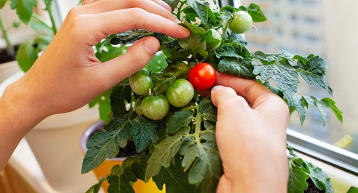 Tomaten