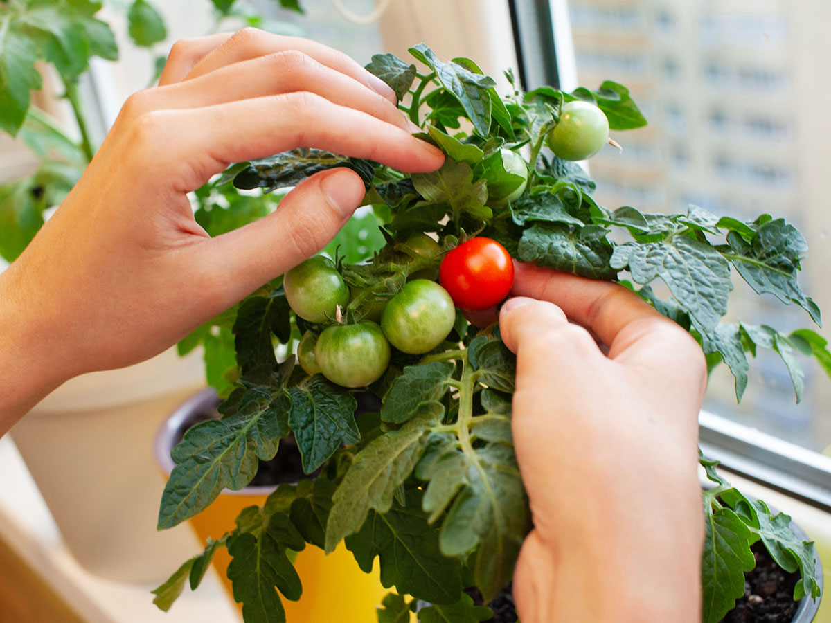Tomaten